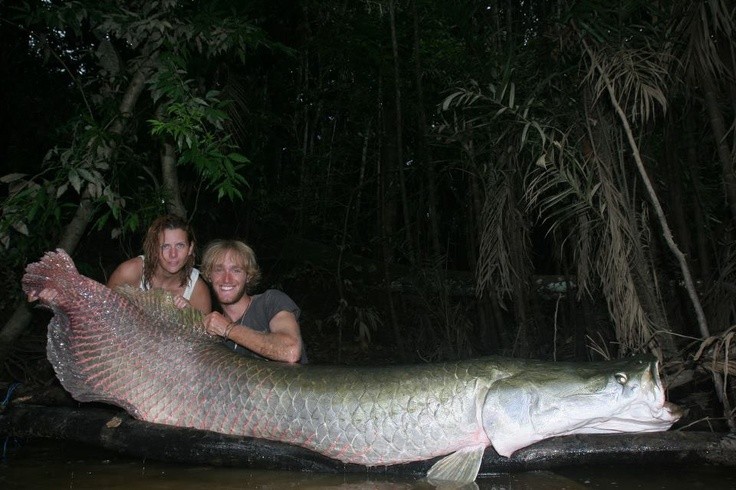 Photo:  Arapaima, weighed in at over three hundred pounds